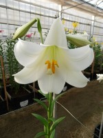 [5150 White Fox 16 ST No02.JPG]